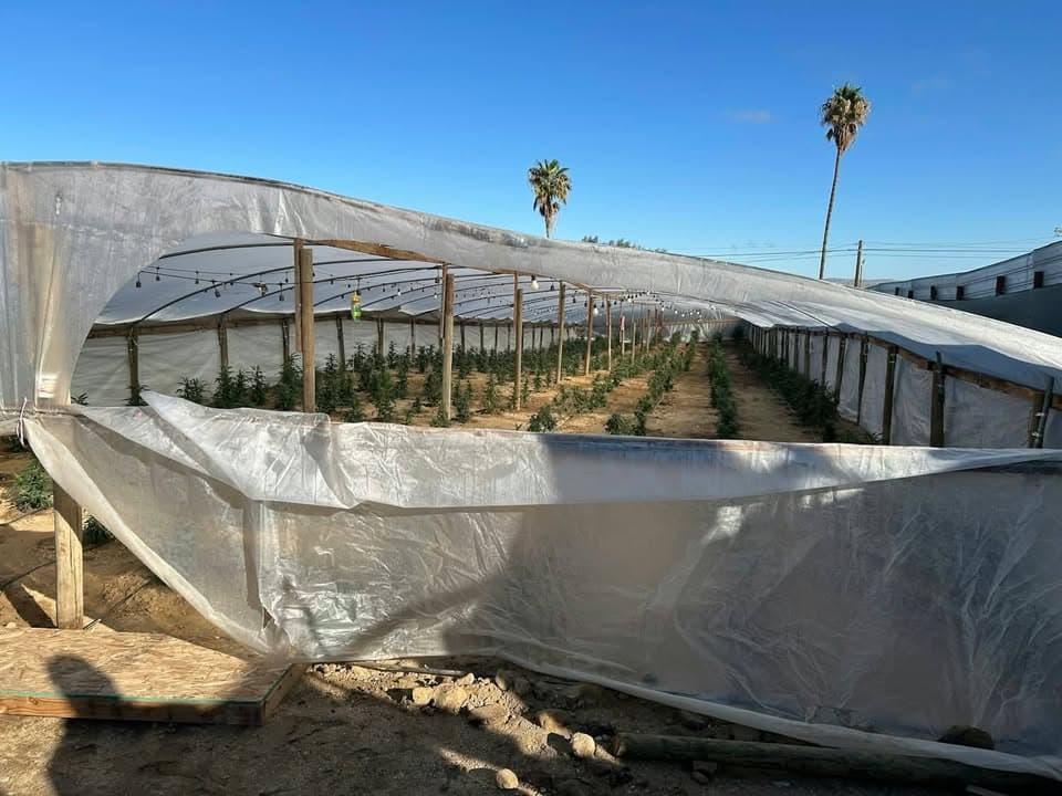 5 Arrested in Taft and Maricopa Illegal Marijuana Grows- On October 15,...