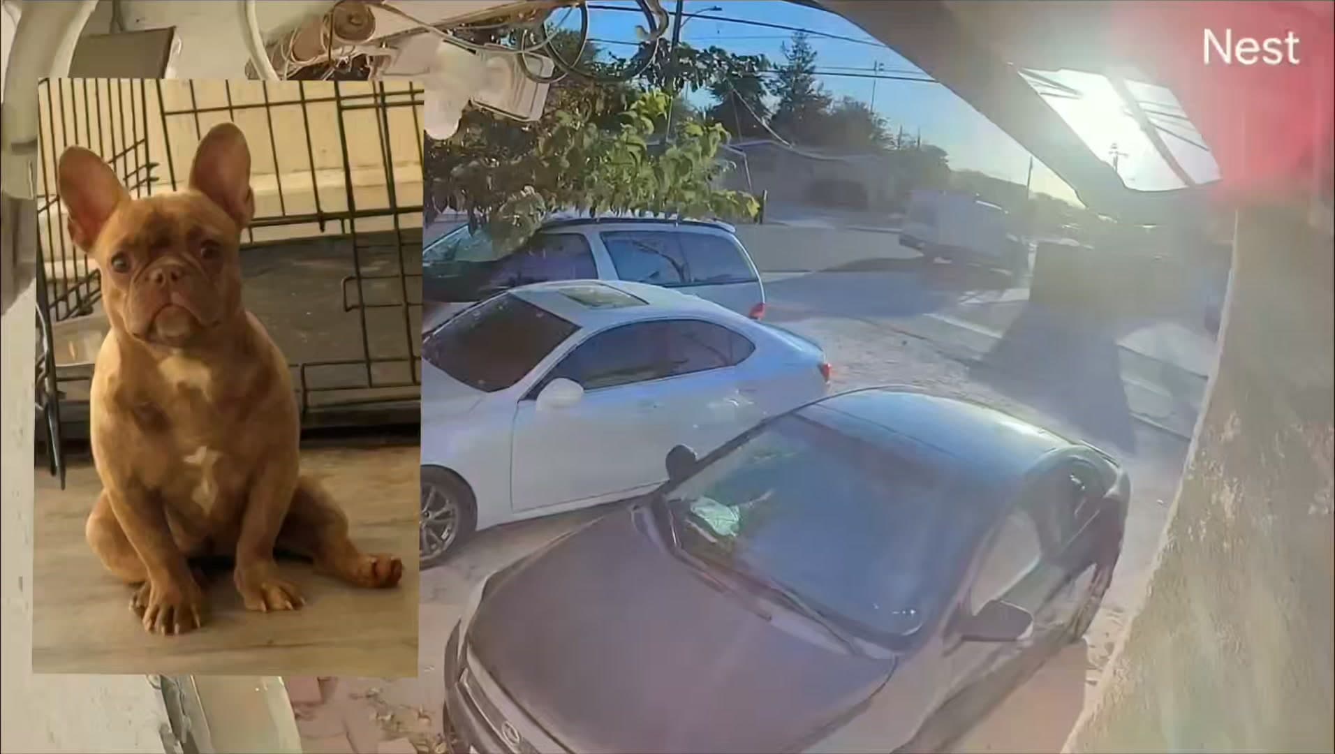 STOLEN DOG